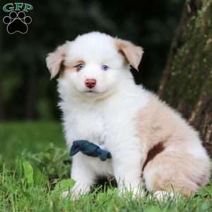 Frisky, Miniature Australian Shepherd Puppy